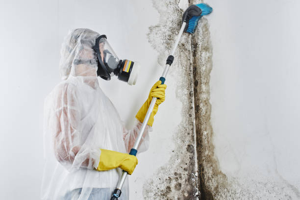 Best Best Mold Removal Companies  in Carbon Hill, AL