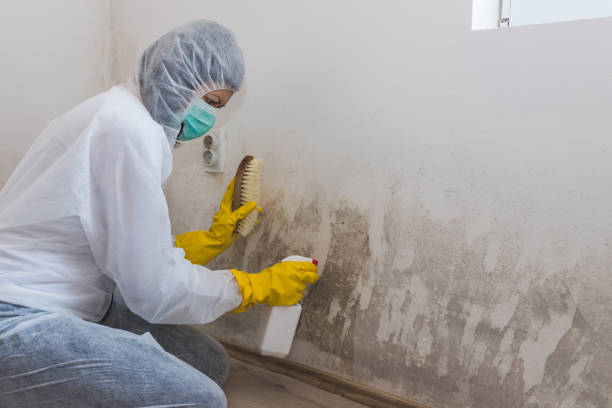 Best Emergency Mold Removal  in Carbon Hill, AL