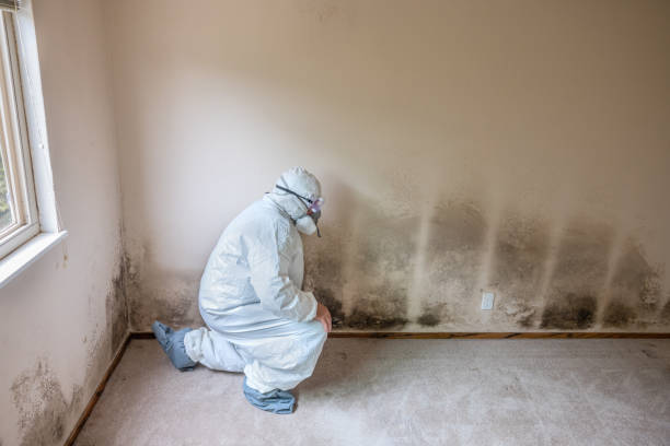 Best Local Mold Removal Service  in Carbon Hill, AL